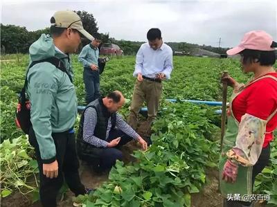 走田埂察苗情 田间生产实地观察纪实
