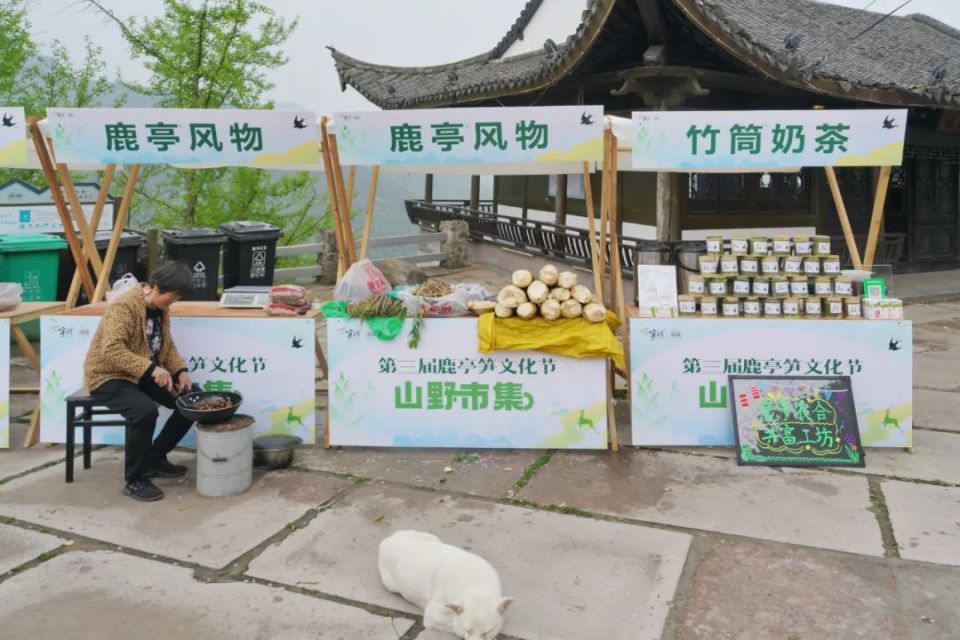 野径旁蕨菜抽新绿 松林间山果坠斜枝