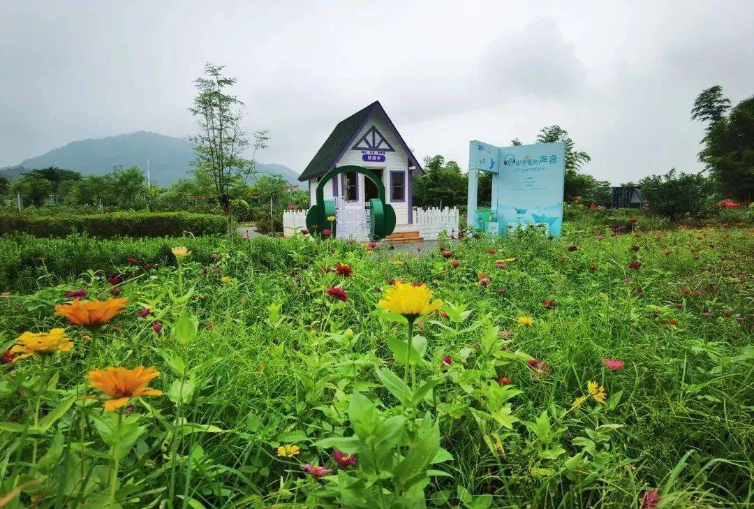 黔东南田埂行记 芦笙声里的稻花鱼与守鼓楼的老人
