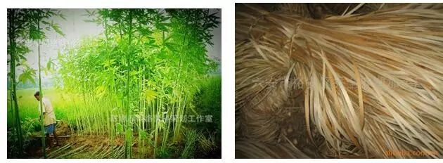 田园间的农耕风物传奇：古老农具与土地的深情故事