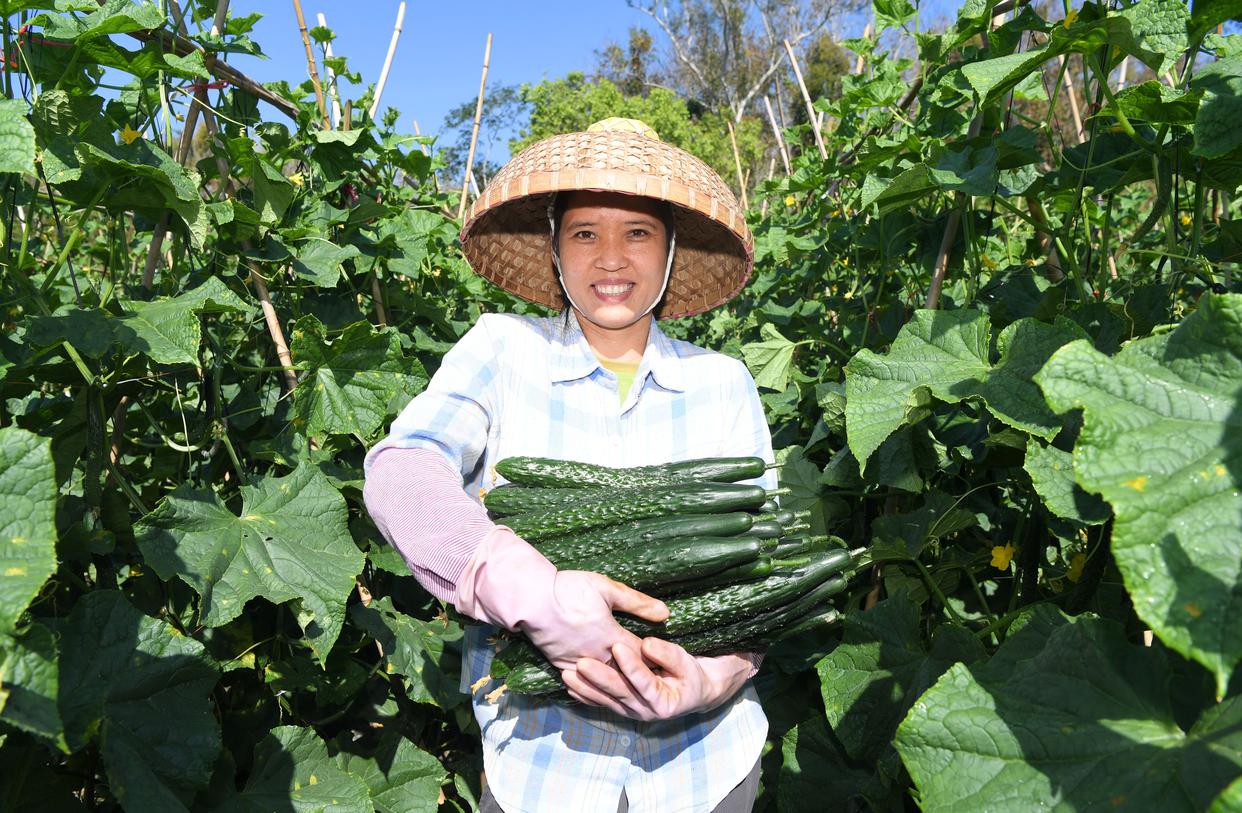 农品产销一线见闻 记录田间到市场的鲜活过程