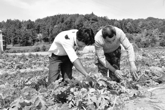 江淮稻区麦后移栽秧苗长势及病虫害防控一线农事观察