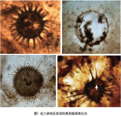 老种与新种对比：品质、特性及价值的全方位剖析
