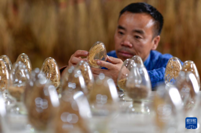 那些渐远的老品种 藏着几代人的温热往事