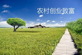 走村见闻：扎根乡野的创业者实干纪实