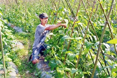 走进县域农业实地:田间地头的别样景象与丰收故事