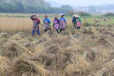 田间地头实地见闻:农户躬身耕耘的鲜活劳作日常