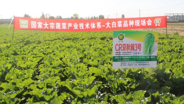老品种新挖掘 让乡土种质资源焕发新生机