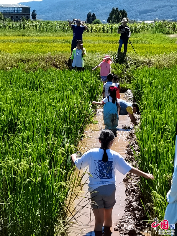 风掀稻浪时沿软泥田埂缓行的闲游片段