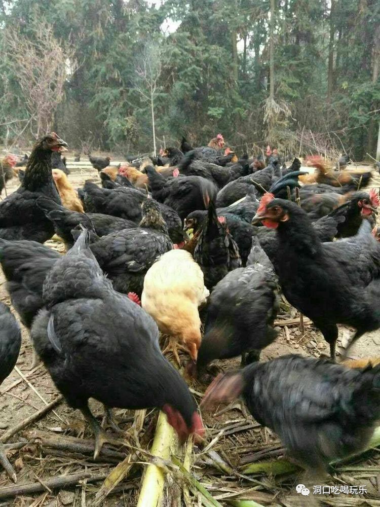 山野间的美味邂逅：那些关于吃食的动人故事